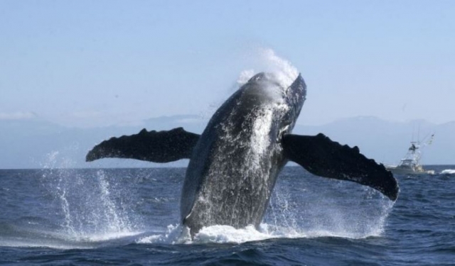 Salto de ballena jorobada